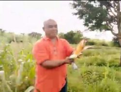 Dinas Ini Panen Perdana Tanaman Jagung, Yang Lain Belum Ada Tanda-Tanda