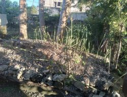 Warga Lasiana Kesal, Tanaman Pepaya California Habis Dimakan Kambing Tetangga