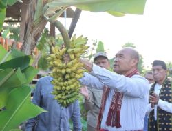 Gubernur NTT, Panen Pisang dan Buah Naga di Kebun Percontohan Baumata