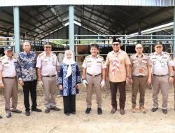 1.650 Ekor Sapi dari NTT, Dikirim ke Daerah Lain