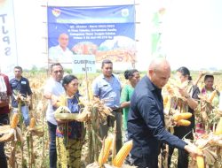 Gubernur Panen Jagung dan Penandaan Hewan Ternak Sapi di Desa Toineke