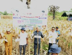 Saat Berada di Lembata, Gubernur Panen Jagung 6,5 Ha