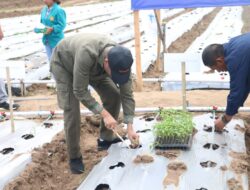 Gubernur NTT, Tanam Cabai di Belu