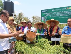 Panen Cabai di Kabupaten Kupang, Pj. Gubernur: “Saya Apresiasi Bank Indonesia”