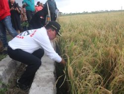Panen Padi di Nunkurus, Bupati: “Saya Bangga Petani Panen di Musim Panas”