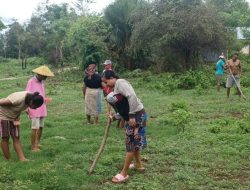 Sambut Musim Tanam, Petani Kota Kupang Gotong-Royong Tanam Jagung
