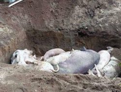 Kematian Babi Akibat ASF di Kabupaten Kupang Meningkat, Ini Kata Kadis Peternakan