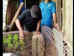 Ternak Babi Warga Bello, Disuntik Vitamin Oleh Tim Dokter Hewan Politeknik Pertanian
