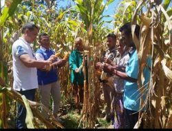 SALUT !! Kopdit Solidaritas Kupang, Bermitra Dengan Pihak Ketiga, Beli Jagung Petani