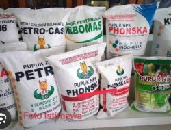 Penyanggah Pangan di Kabupaten Kupang, Tidak Kebagian Pupuk, Ada Permainan ?