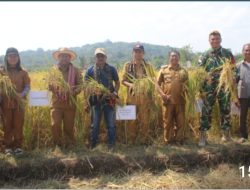 Pj. Bupati Kupang, Panen Padi Bersama Petani Raknamo