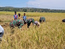 Satgas Yonkav 6/Naga Karimata, Bantu Panen Padi di Amfoang Timur