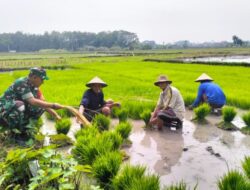 Babinsa Bantu Petani Desa Wonotolo, Tanam Padi