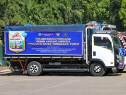 Benih Jagung Hibrida Nusa Timore 77, Diluncurkan