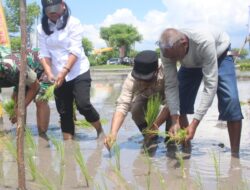 Distan Kabupaten Kupang Gelar Gerakan Percepatan Tanam di Awal Musim Hujan