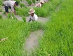 Bhabinkamtibmas Takari dan Sulamu, Turun ke Sawah