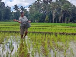Kejayaan Pertanian Bello Dulu dan Kini