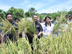 Berkunjung ke Pantulan, Yos – Aurum Panen Padi dan Buka Sawah Baru, Ini Kata Petani