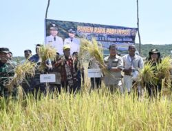 Hadiri Panen Raya Padi di Enoraen, Daniel Taimenas: “Perlu Ada Sentuhan Teknologi, Demi Tingkatkan Produksi”