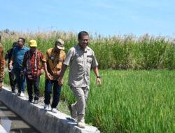 MT I Berhasil, MT II Belum Pasti, Bupati Kupang Ajak Petani Tanam Jagung
