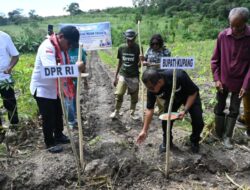 Bukan Hanya Tanam Jagung, Bupati Kupang dan Anggota DPR RI Juga Bawa Bantuan