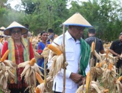 Wakil Gubernur NTT, Johni Asadoma Panen Raya Jagung Bersama di Kecamatan Insana Barat