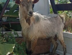 Mesjid Al-Mutaqim Kota Kupang, Dapat 9 Sapi dan 7 Kambing