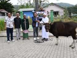 Jatah Sapi Kurban Dari Bupati Kupang, Untuk Tiga Masjid