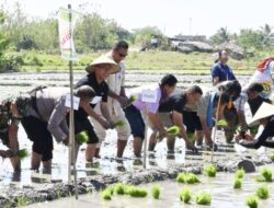 Ingin Swasembada Pangan, Bupati Kupang Pimpin Petani Tanam di MT II, Sry Dewi Jadi Bibit Unggul