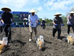 Dukung Ketahanan Pangan, Senator Ikut Tanam Jagung di Kupang Barat