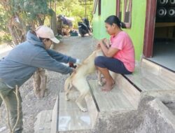 Pemkot Kupang Gencar Lakukan Vaksinasi Rabies, Sudah Menyasar 16.371