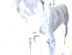 Anjing Misterius di Bello: Serang Warga, Lalu Menghilang Tanpa Jejak