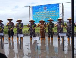 Dukung Swasembada Pangan, Komandan Kodaeral VII dan Jajaran, Tanam Padi di Oebelo