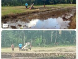 Gotong – Royong, Harapan yang Ditanam Bersama Di Pematang Sawah Bello
