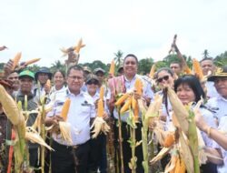 Saatnya Dikumpulkan, Bupati Kupang Panen Perdana Jagung, Yang Dikelola Karang Taruna
