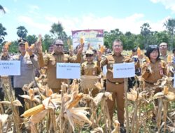 Wagub NTT : Panen Raya Jagung di Pantulan Bentuk Dukungan Terhadap Program Ketahanan Pangan