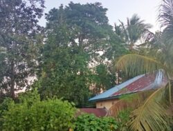 Ketua RT Minta Warga Inisiatif Tebang Pohon Membahayakan