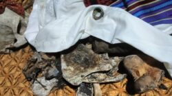 Heboh, Albinus Passu Temukan Tengkorak Manusia, Saat Cari Pakan Ternak