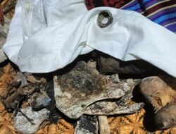 Heboh, Albinus Passu Temukan Tengkorak Manusia, Saat Cari Pakan Ternak